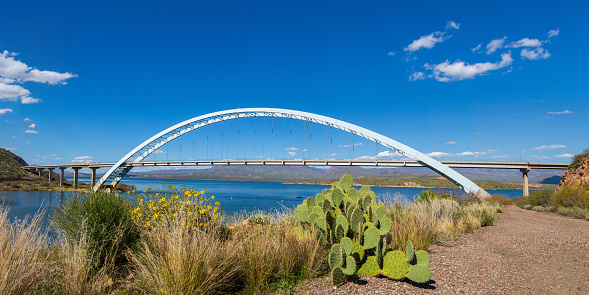 Panoramic of brittlebush spring flowers and prickly pear cactus by Theodore Roosevelt Lake Bridge in a sunny day with blue sky and fluffly white clouds. The longest two-lane, single-span, steel-arch bridge in North America crosses over the reservoir on the Salt River of Tonto National Forest of Arizona\