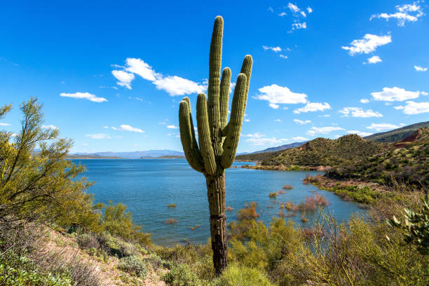 Saguaro Cactus and Water in Arizona Desert Landscape Old saguaro catus with multiple arms by Roosevelt Lake in Sonoran Desert of Arizona. Cactus is framed by a blue sky with fluffy white clouds and the deep blue water of the reservoir. river salt stock pictures, royalty-free photos & images