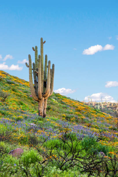 saguaro kaktus und wildblumen am arizona desert mountainside. wüste in bloom - wildflower california desert spring stock-fotos und bilder
