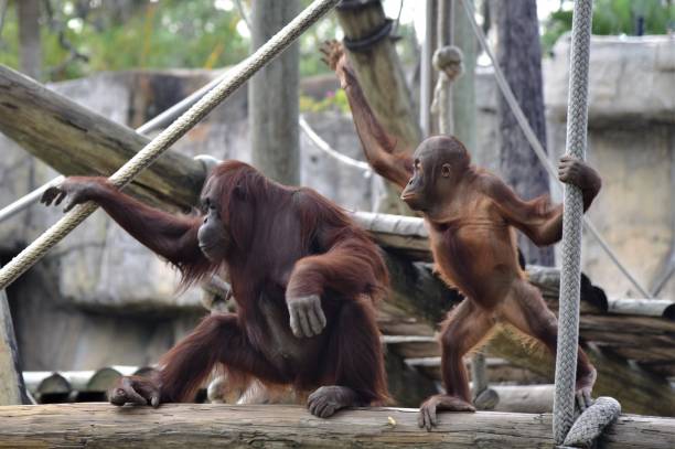 엄마와 아기 오랑우탄 - young animal orangutan mother ape 뉴스 사진 이미지