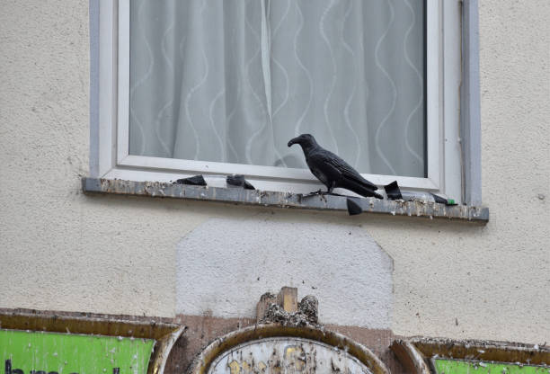 istock Black Crow decoy not working as window is full of bird poop 1217896452