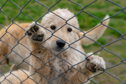 Triste perro cachorro de oro subió en la cerca de alambre photo