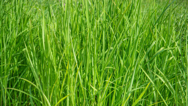 un gros plan dans un bois de broussailles propre et vert - grass tall timothy grass field photos et images de collection