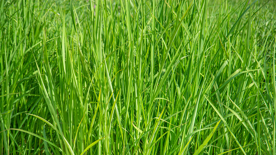 Green grass in sunbeam close-up