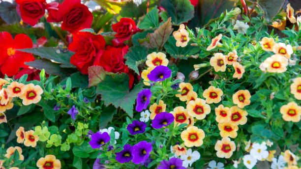 Top view of beautiful multi-colored Petunias and red roses Top view of beautiful multi-colored Petunias and red roses with green leaves in the background ornamental plant stock pictures, royalty-free photos & images