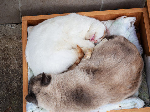 White cat sleeps, sticking out its tongue next to another cat in wooden box