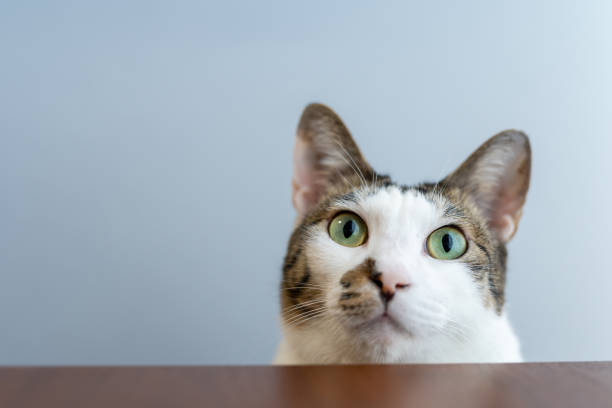 Green-eyed cat behind the desk