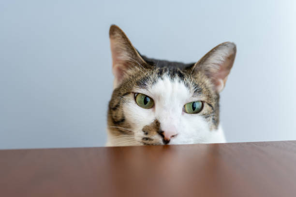 istock Green-eyed cat behind the desk 1217899923