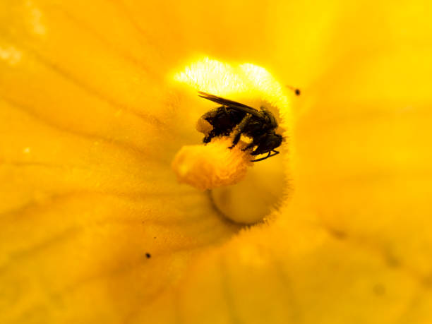Pegon in Pumpkin Flower