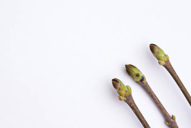 istock young sprigs of maple with buds 1217903360