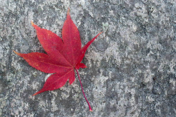 istock Autumn leaves and colours in Cheshire, England 1217905351