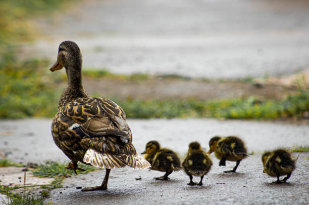 istock A family of ducks walking down a road 1217906803