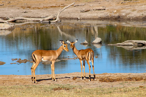 Antelope en Sabi Sand Private Game Reserve, Sudáfrica photo