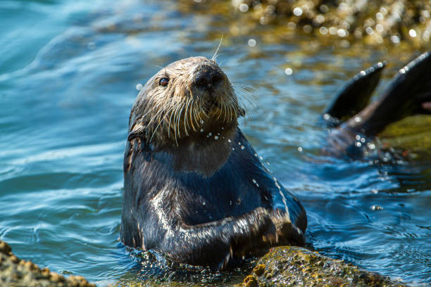 istock Close-up of Sea Otter Banging Shellfish on Shore Rocks 1217907050