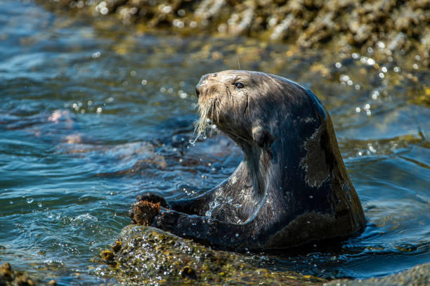 istock Close-up of Sea Otter Banging Shellfish on Shore Rocks 1217907918