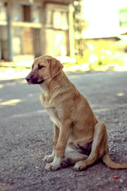 istock Stray dog stock photo 1217907923