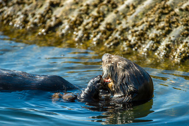 istock Close-up of Sea Otter Eating Shellfish 1217908027