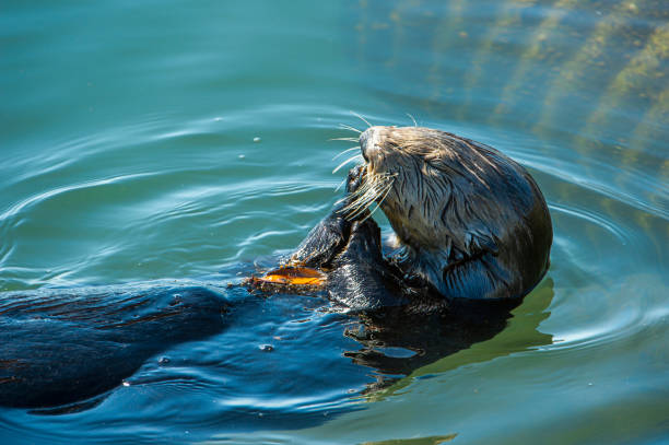 istock Close-up of Sea Otter Eating Shellfish 1217908107