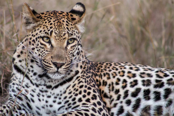 istock Leopard resting in Sabi Sands Private Game Reserve, South Africa 1217908237