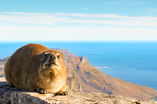 A rock hyrax on top of Table Mountain, Cape Town, South Africa