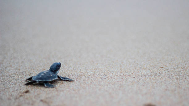 baby-schildkröte schlüpft auf dem weg in den ozean zum ersten mal, matara, sri lanka - turtle young animal beach sea life stock-fotos und bilder