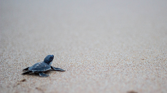 A baby turtle, newly hatched, making his way to the sea for the very first time.  A shot taken from a sea turtle rescue and hatchery in Matara, Sri Lanka