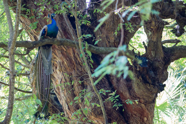 istock A male peacock perched in a tree, Sri Lanka 1217908890