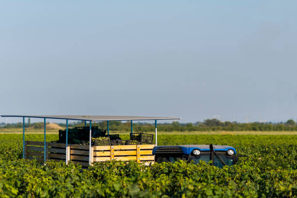 istock A grape farm somewhere in Europe. 1217910107