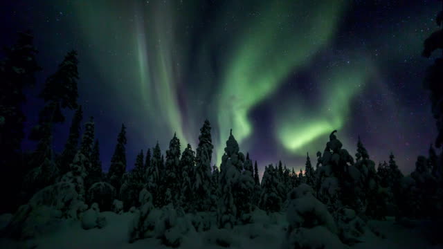 Aurora Borealis (Northern lights) above a snowy forest in lappland