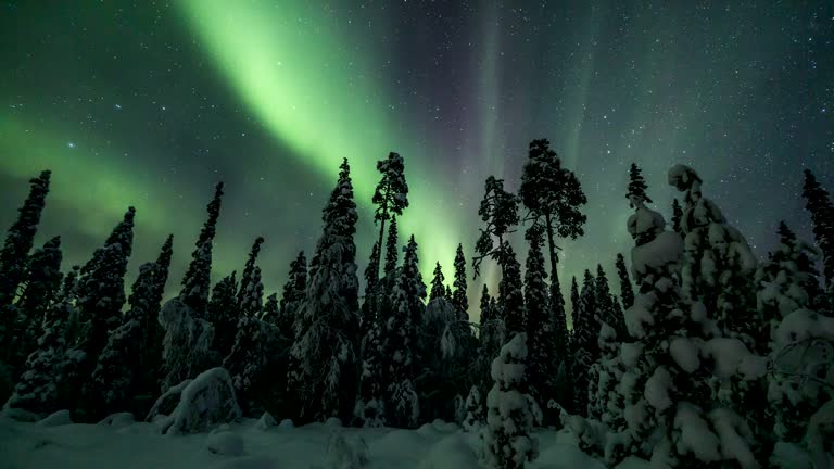 Aurora Borealis (Northern lights) above a snowy forest in lappland