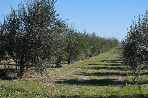 оливковая роща в центральной калифорнии - olive tree olive oil tree california стоковые фото и изображения