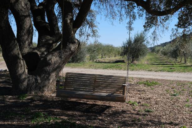 оливковая роща в центральной калифорнии - olive tree olive oil tree california стоковые фото и изображения