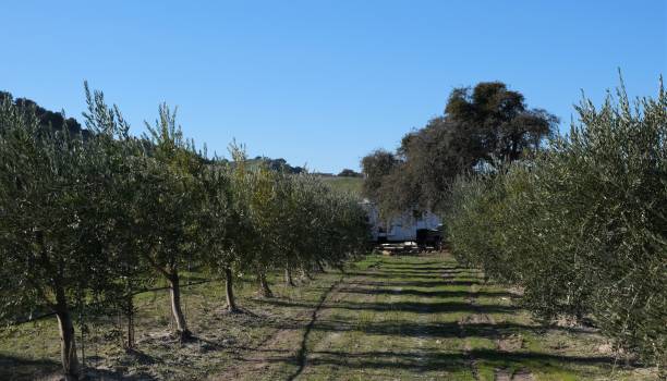 оливковая роща в центральной калифорнии - olive tree olive oil tree california стоковые фото и изображения