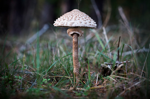 Parasol Fungus in the Woods near Groß Köris, Germany in Groß Köris, BB, Germany