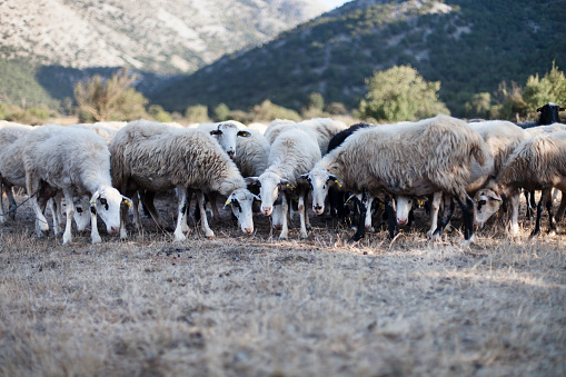 Sheep Herd in the Mountains in Crete, Greece. in Askifou, Greece