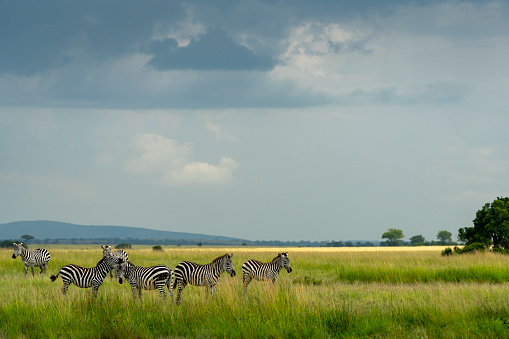 several zebras walk in the plains of africa under a stormy sky in Seronera, Mara Region, Tanzania