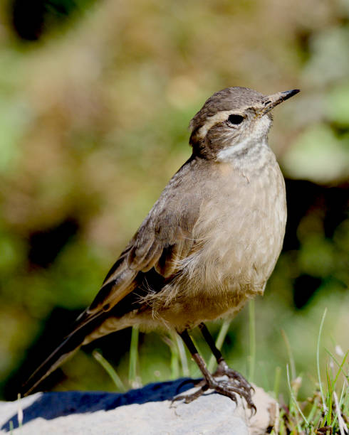 istock An adult Grey-flanked Cinclodes rests beside a mountainstream 1217913083