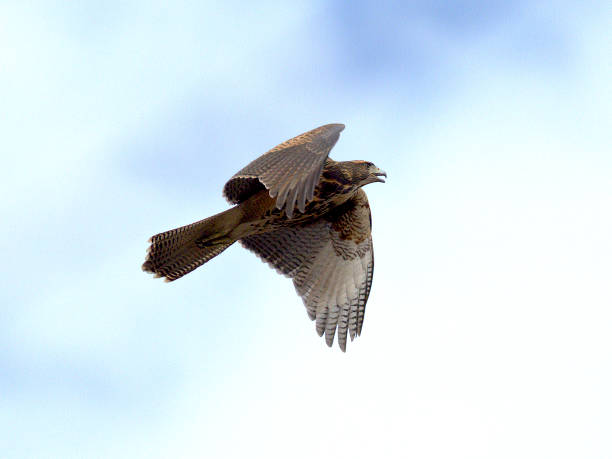istock A juvenile Harris' Hawk climbs into the sky 1217913344