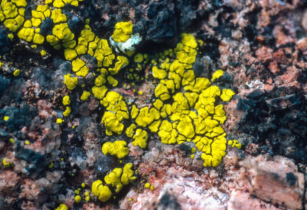Elephant Rocks State Park - Green Lichen - 1992