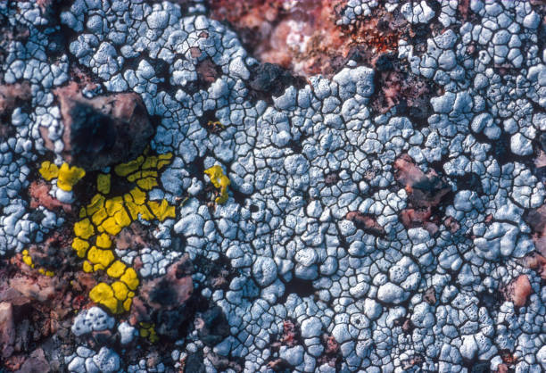 istock Elephant Rocks State Park - Lichen - 1992 1217914352