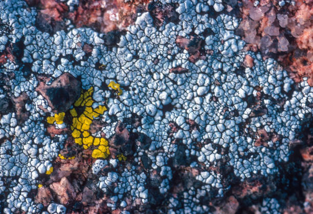 Elephant Rocks State Park - Lichen Wide View - 1992