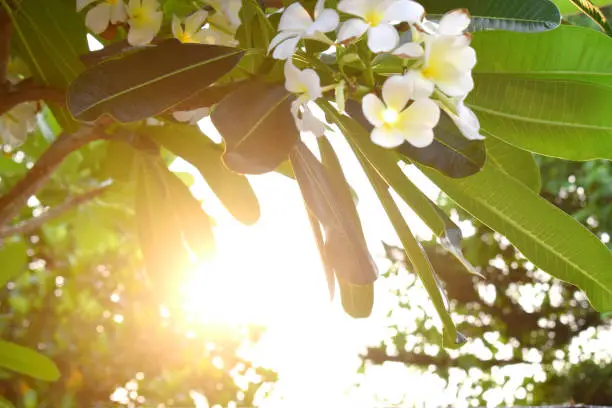 Sunlight in the evening through green leaves and white flowers in nature.