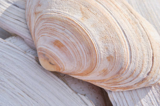 Colorful Clam Shells found while beachcombing  on the Beautiful sandy beaches on the New Jersey coast
