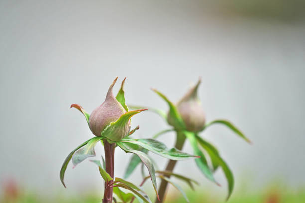 Bud of the peonyPeony Buds