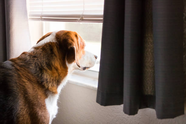 ein neugieriger beagle-mix-hund schaut aus dem fenster.  nahaufnahme seitenansicht. - nature dog alertness animal stock-fotos und bilder