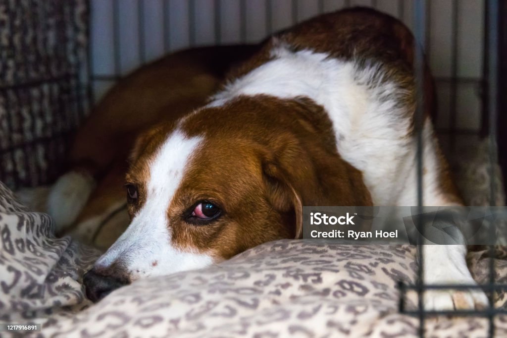 Tired Beagle mix  lying in bed. A tired beagle mix hound dog is comfortably lying in a crate on leapord print pillows. Dog Stock Photo