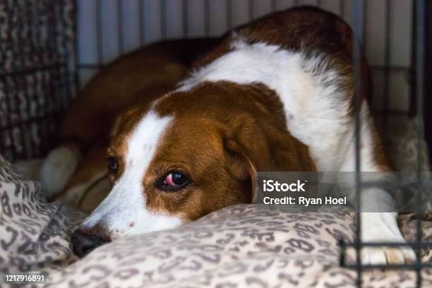 Tired Beagle Mix Lying In Bed Stock Photo - Download Image Now - Dog, Large, Crate