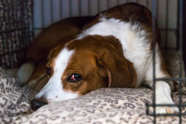 mistura de beagle cansado deitado na cama. - dog sadness large isolated - fotografias e filmes do acervo