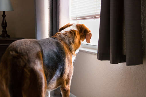 A curious Beagle mix hound looks out the window.
