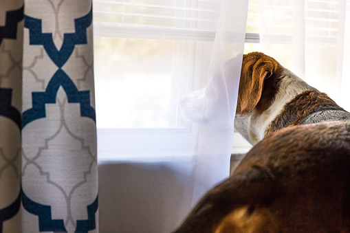 Beagle mix hound looks out the window.